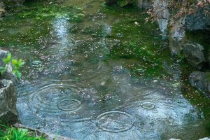 pexels-kuangkuang-xia-1962213600-36020246