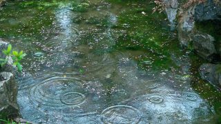 Thumbnail of post image 113